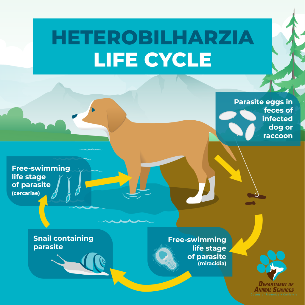 Dogs Across Three Counties Impacted by Freshwater Parasite